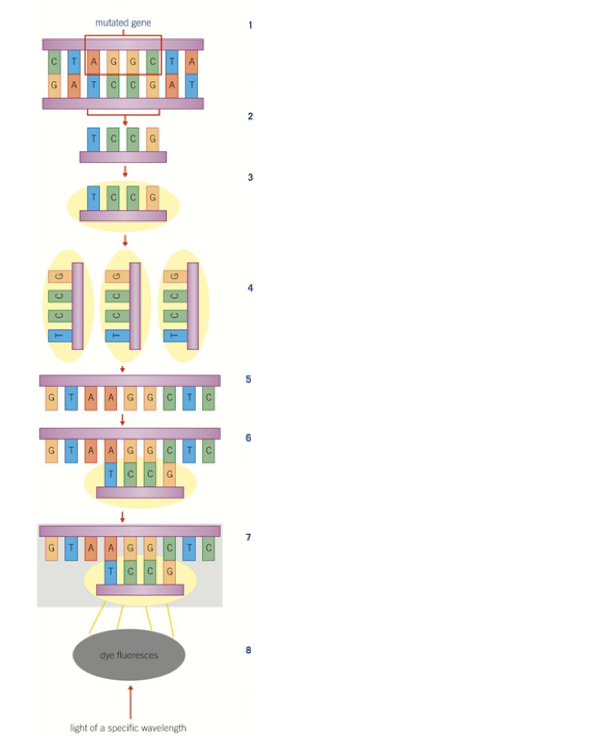 Pack 15 - Recombinant DNA technology