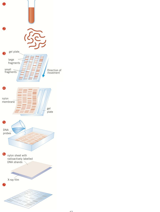 Pack 15 - Recombinant DNA technology