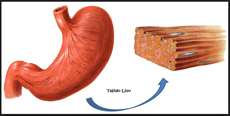 TRABAJO, ENERGÍA, POTENCIA BIOFÍSICA MUSCULAR