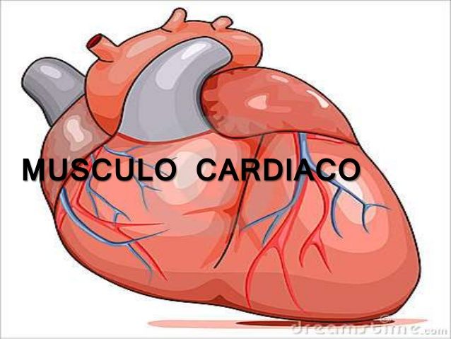TRABAJO, ENERGÍA, POTENCIA BIOFÍSICA MUSCULAR