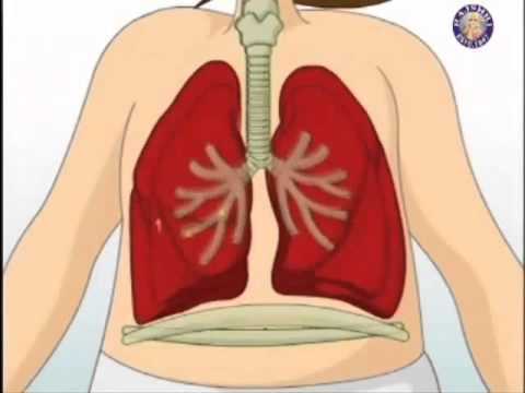 Generalidades de la Anatomía,Fisiología