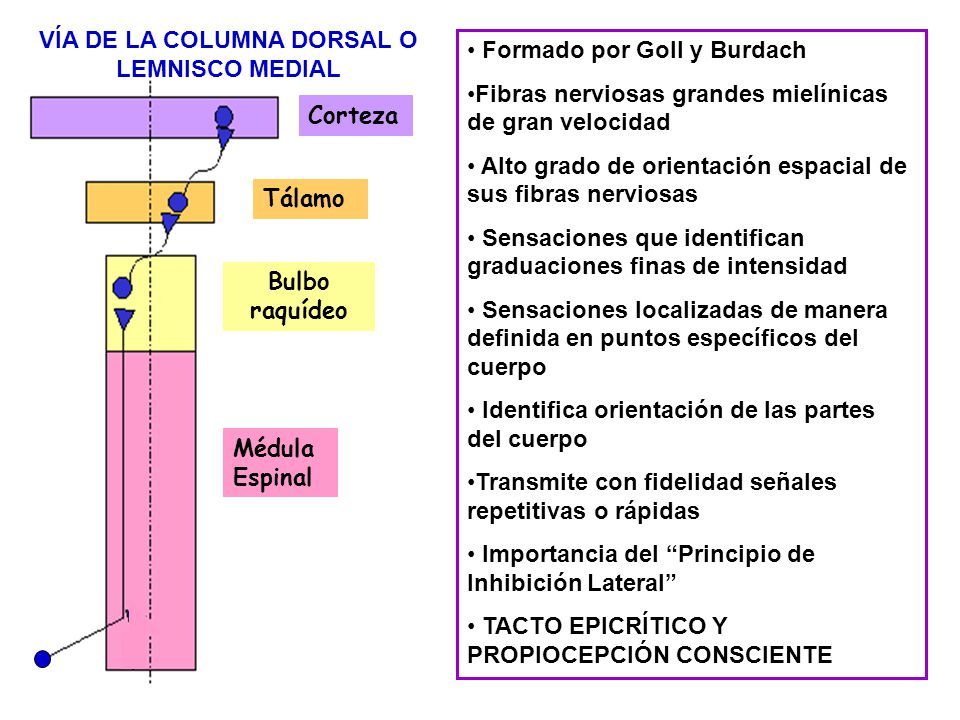 SENSIBILIDAD SOMÁTICAS:I.ORGANIZACIÓN GENERAL, LAS SENSACIONES TÁCTIL Y POSICIONAL