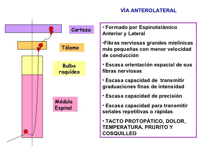SENSIBILIDAD SOMÁTICAS:I.ORGANIZACIÓN GENERAL, LAS SENSACIONES TÁCTIL Y POSICIONAL