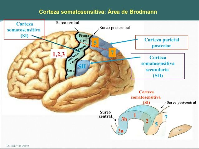 SENSIBILIDAD SOMÁTICAS:I.ORGANIZACIÓN GENERAL, LAS SENSACIONES TÁCTIL Y POSICIONAL