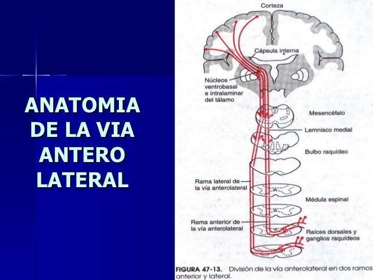 SENSIBILIDAD SOMÁTICAS:I.ORGANIZACIÓN GENERAL, LAS SENSACIONES TÁCTIL Y POSICIONAL