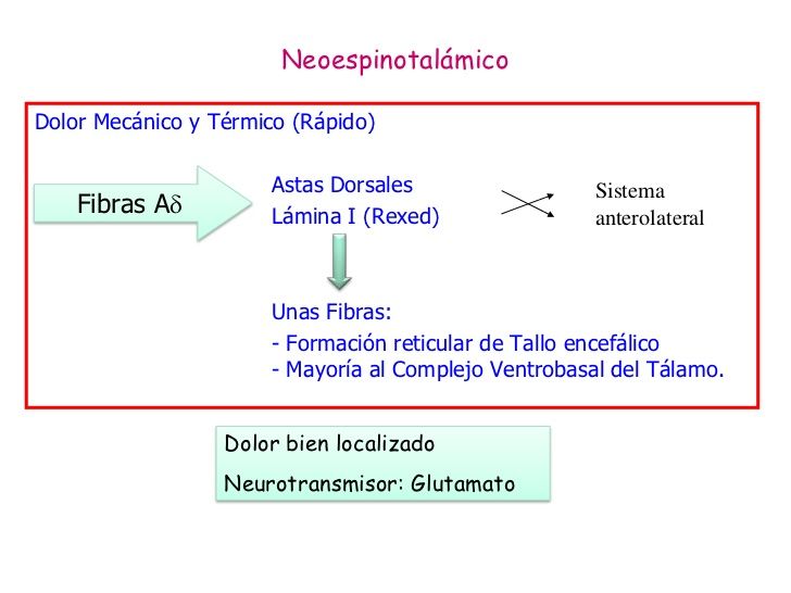 SENSIBILIDADES SOMÁTICAS: II. DOLOR, CEFALEA Y SENSIBILIDAD TÉRMICA