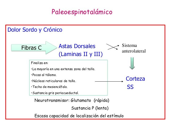 SENSIBILIDADES SOMÁTICAS: II. DOLOR, CEFALEA Y SENSIBILIDAD TÉRMICA