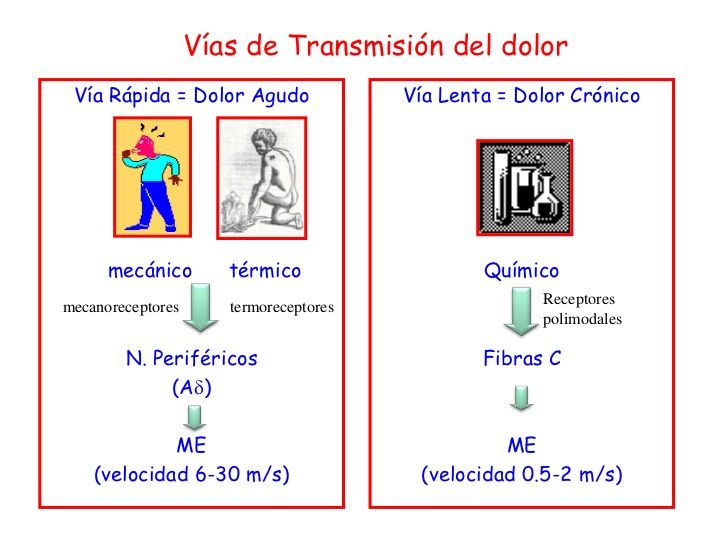 SENSIBILIDADES SOMÁTICAS: II. DOLOR, CEFALEA Y SENSIBILIDAD TÉRMICA