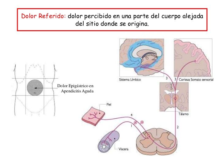 SENSIBILIDADES SOMÁTICAS: II. DOLOR, CEFALEA Y SENSIBILIDAD TÉRMICA