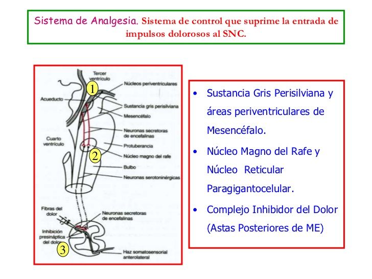 SENSIBILIDADES SOMÁTICAS: II. DOLOR, CEFALEA Y SENSIBILIDAD TÉRMICA