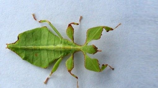 COMUNIDADES DE SERES VIVOS Y ECOSISTEMAS