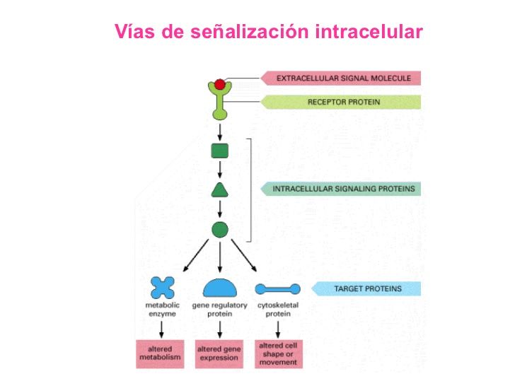 SEÑALIZACION CELULAR