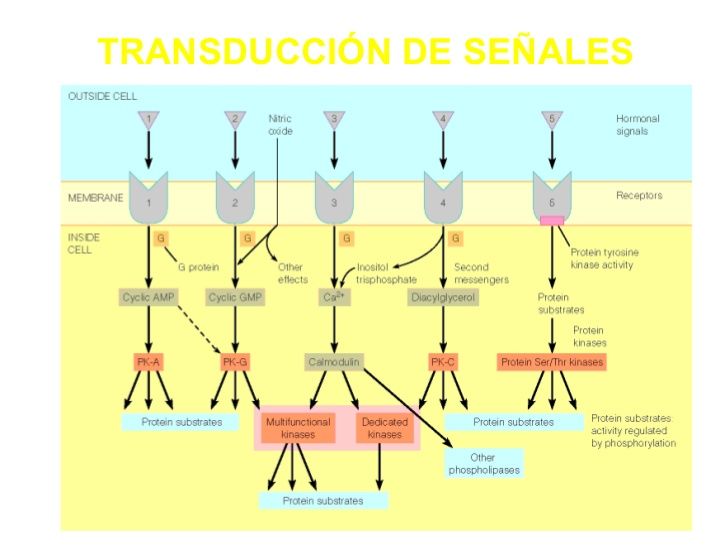 SEÑALIZACION CELULAR
