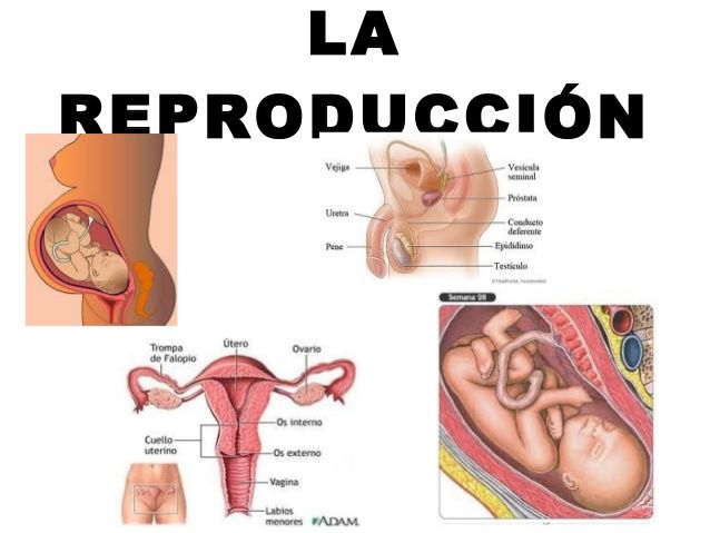 REGISTRO DE INVVESTIGACIÓN SOBRE EL PROGRAMA DE SALUD SEXUAL Y REPRODUCTIVA