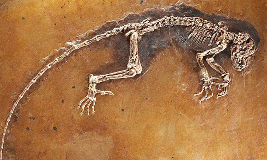 Origen de la Vida y Evolución de los Seres Vivos