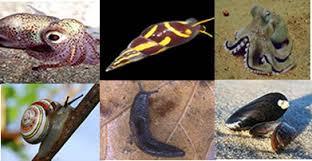 LOS ANIMALES VERTEBRADOS E INVERTEBRADOS