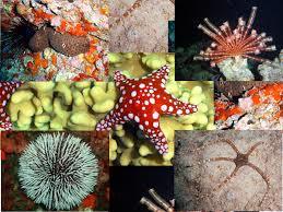 LOS ANIMALES VERTEBRADOS E INVERTEBRADOS