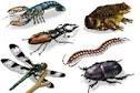 LOS ANIMALES VERTEBRADOS E INVERTEBRADOS