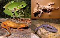 LOS ANIMALES VERTEBRADOS E INVERTEBRADOS