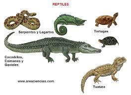 LOS ANIMALES VERTEBRADOS E INVERTEBRADOS