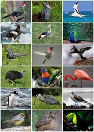 LOS ANIMALES VERTEBRADOS E INVERTEBRADOS