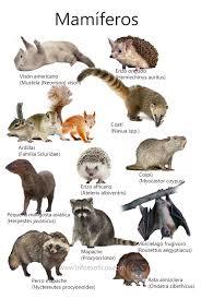 LOS ANIMALES VERTEBRADOS E INVERTEBRADOS