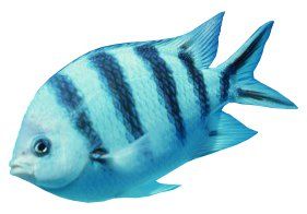 Animales vertebrados e invertebrados