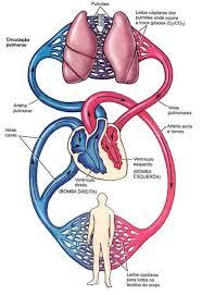CIRCULACION DEL CUERPO HUMANO