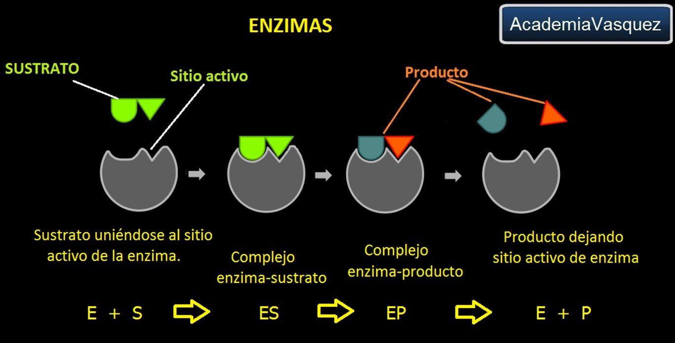herencia de enfermedades ligadas al sexo