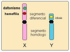 herencia de enfermedades ligadas al sexo