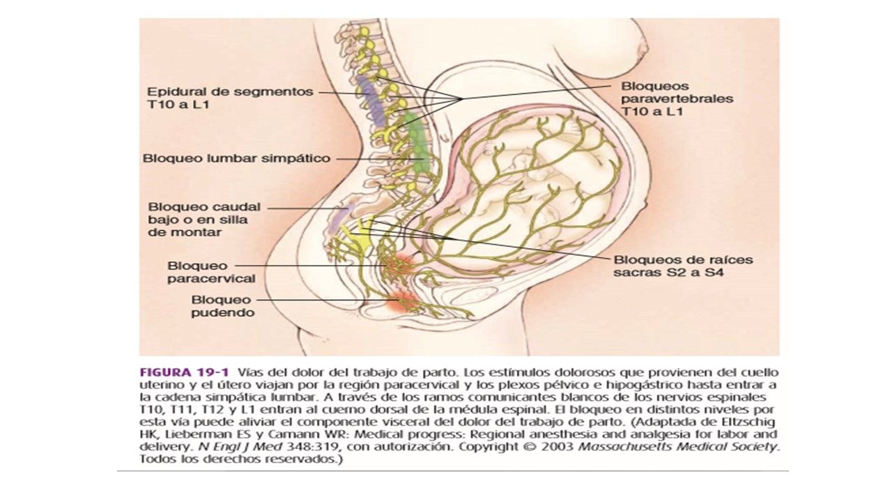 Sesión 10: Analgesia y anestesia obstétrica. Materiales de Sutura