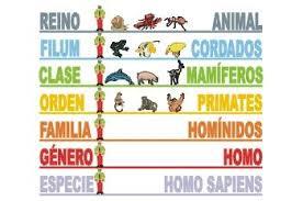 Los seres vivos y su clasificación taxonómica