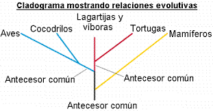 Los seres vivos y su clasificación taxonómica