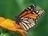 squinkies44