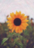 Girasol8