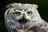 celtic_griffon celtic_griffon