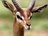 gerenuk59