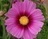 flor_bernabe