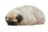 toxicapm
