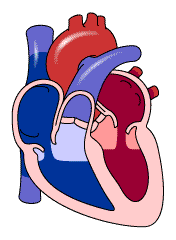 Image for option B