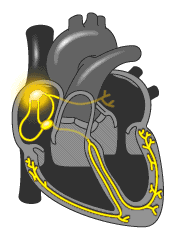 Image for option C