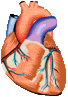 Image for option D