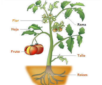 Image for option D