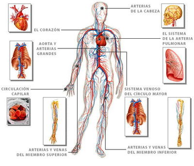 Image for option D
