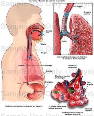 Image for option B