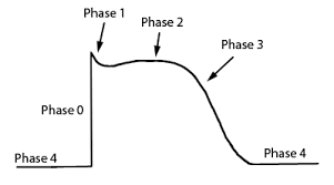 Image for option C
