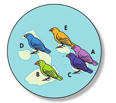 Image for option C