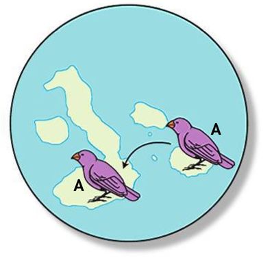 Image for option B