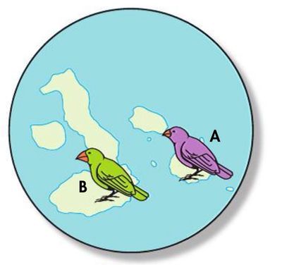 Image for option C