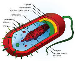 Image for option A